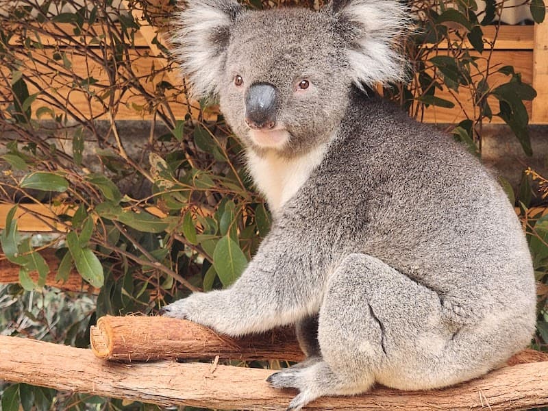 Kangaroo Island Wildlife Park