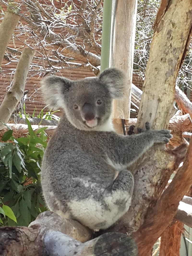 WILD LIFE Sydney Zoo