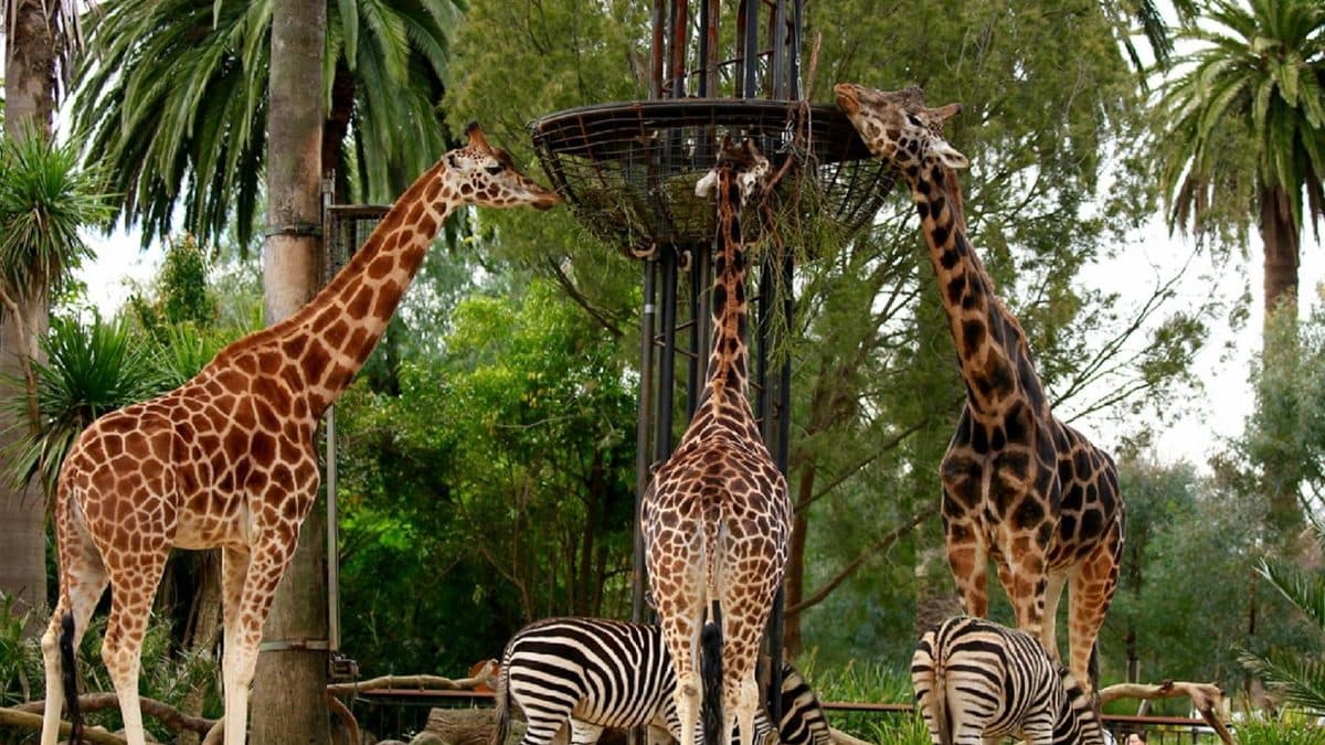 Best Zoos in Australia for Families